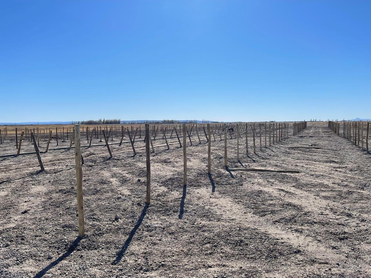 Plantación