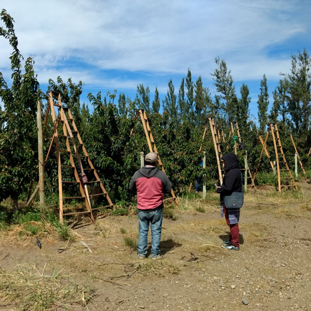 Trabajo agrícola