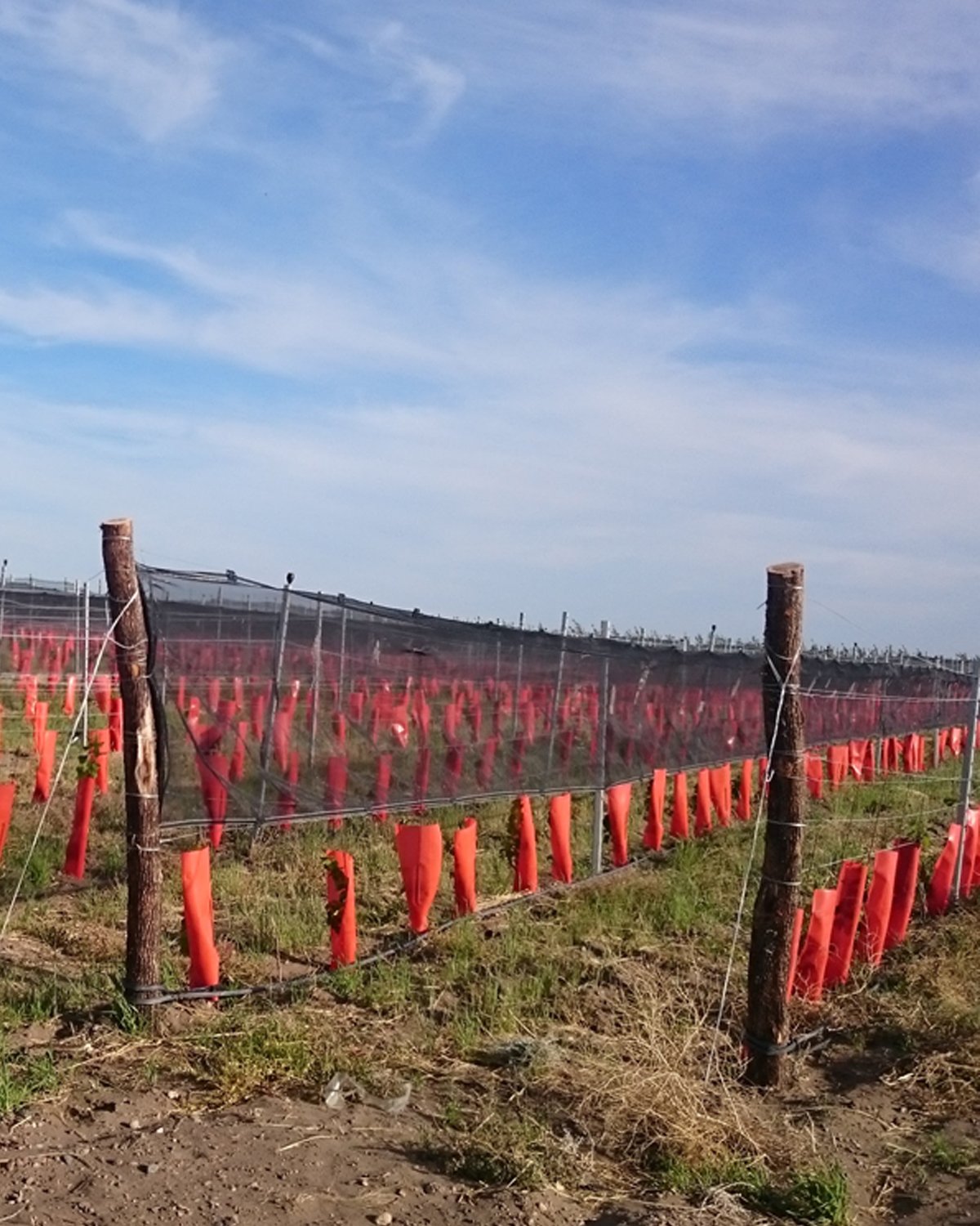 Injertos