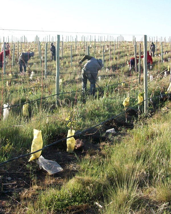 Trabajo agrícola realizado por Agroservicios Serviter