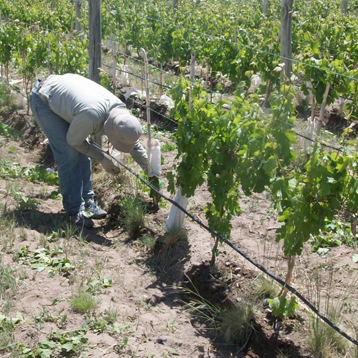 Trabajo de campo